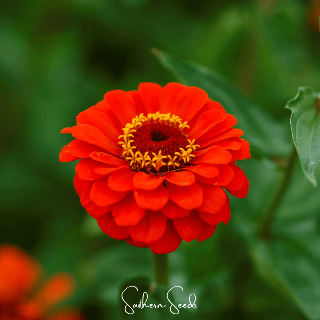 Oriole Zinnia – 50 Seeds