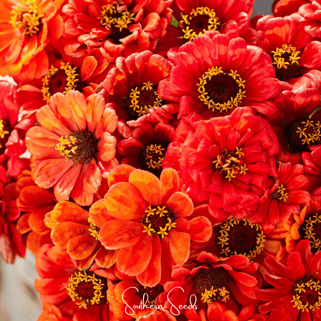 Oriole Zinnia – 50 Seeds