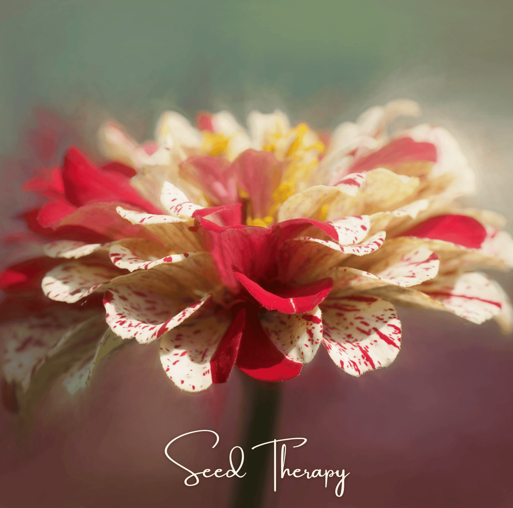 Peppermint Stick Zinnia – 50 Seeds