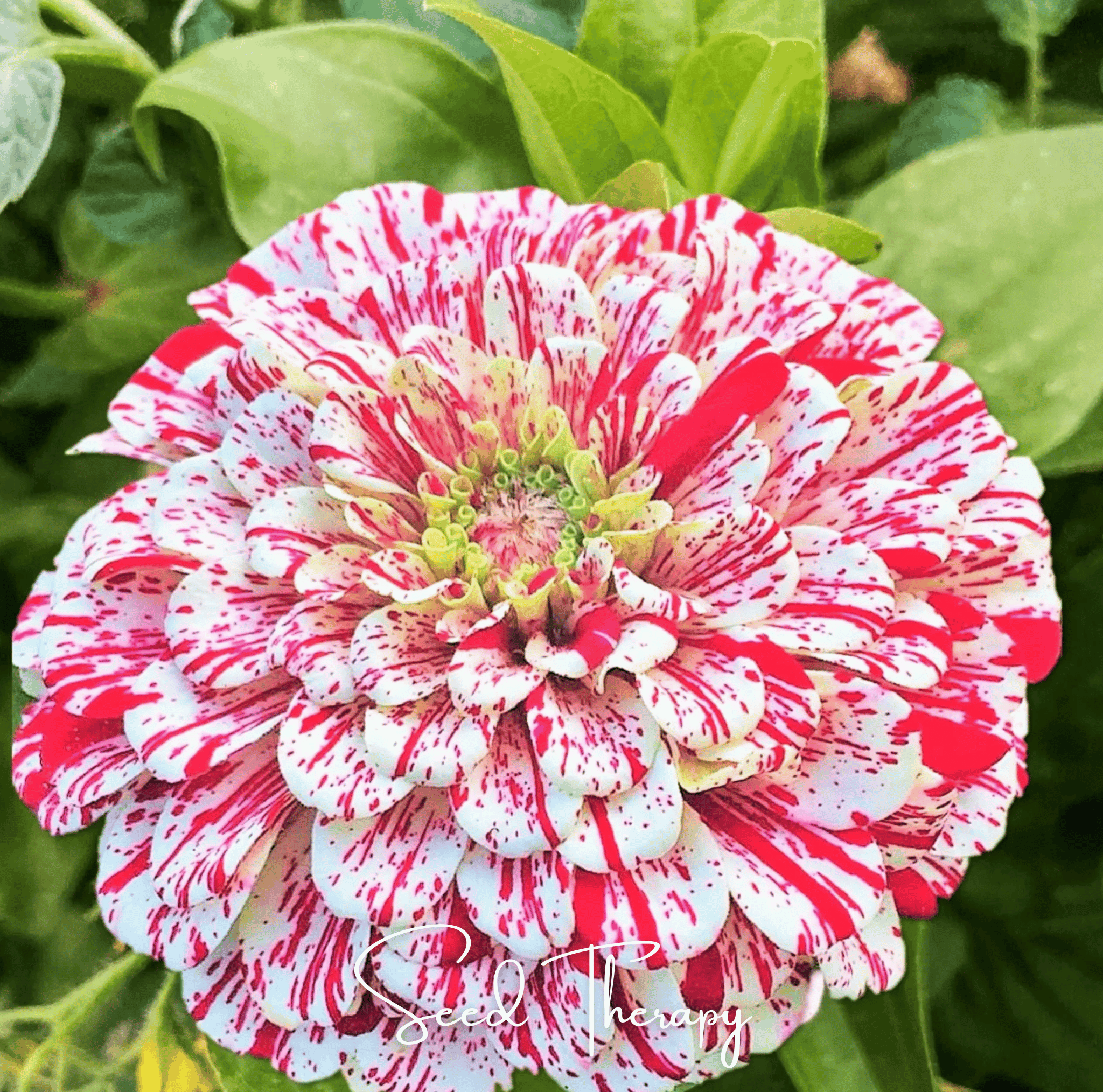 Peppermint Stick Zinnia – 50 Seeds