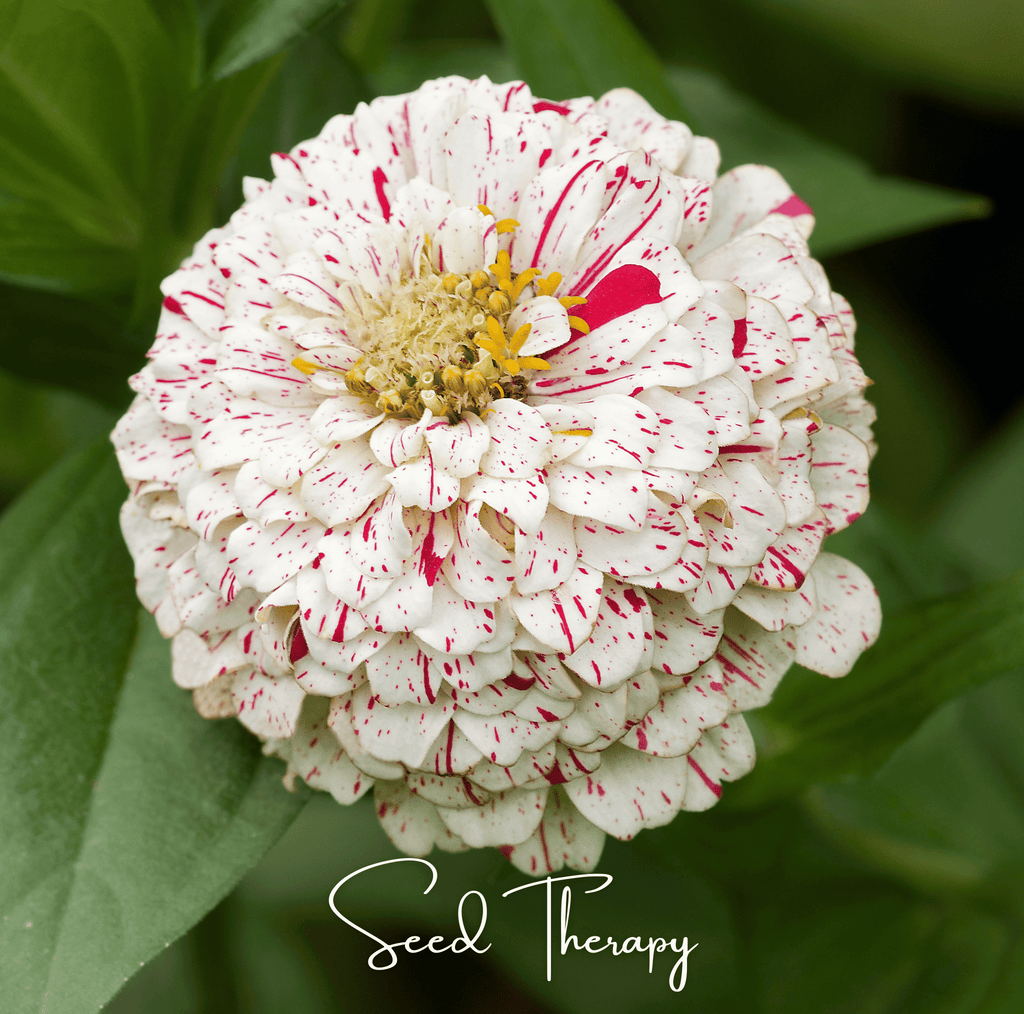 Peppermint Stick Zinnia – 50 Seeds