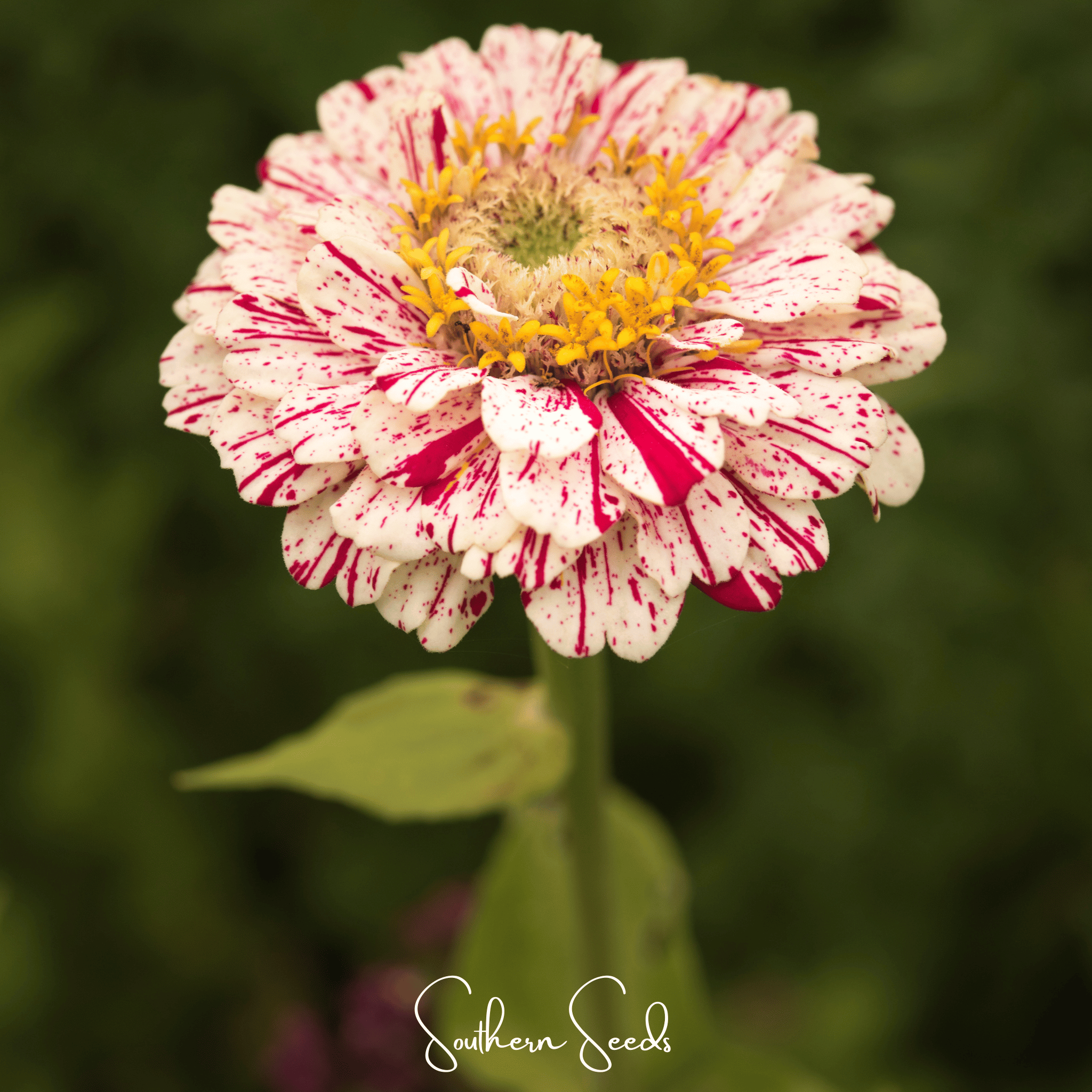 Peppermint Stick Zinnia – 50 Seeds