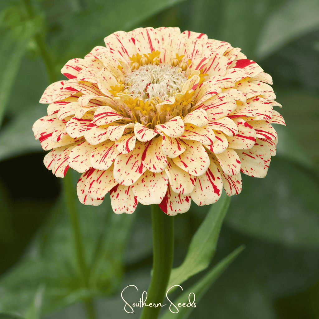 Peppermint Stick Zinnia – 50 Seeds