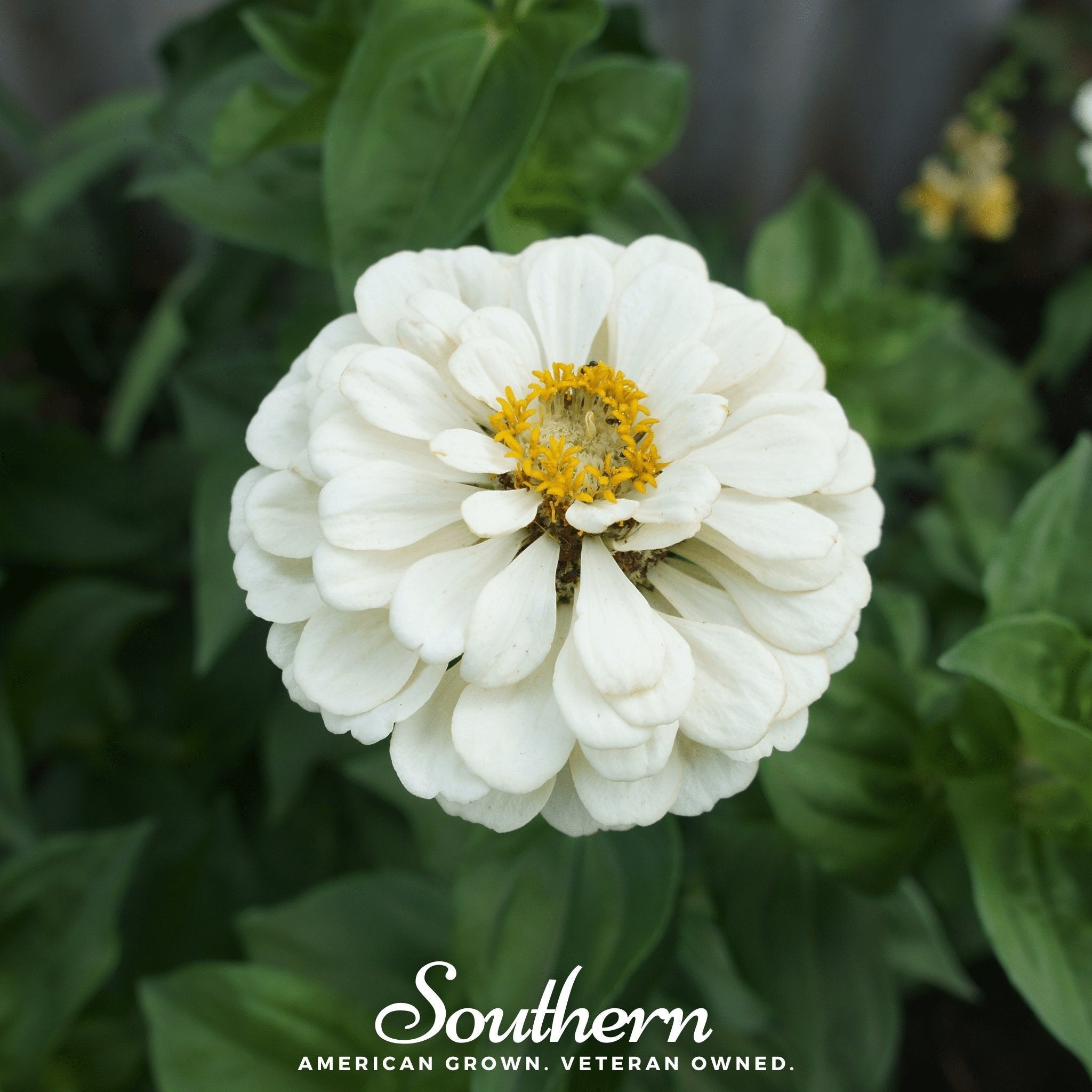 Polar Bear Zinnia – 100 Seeds