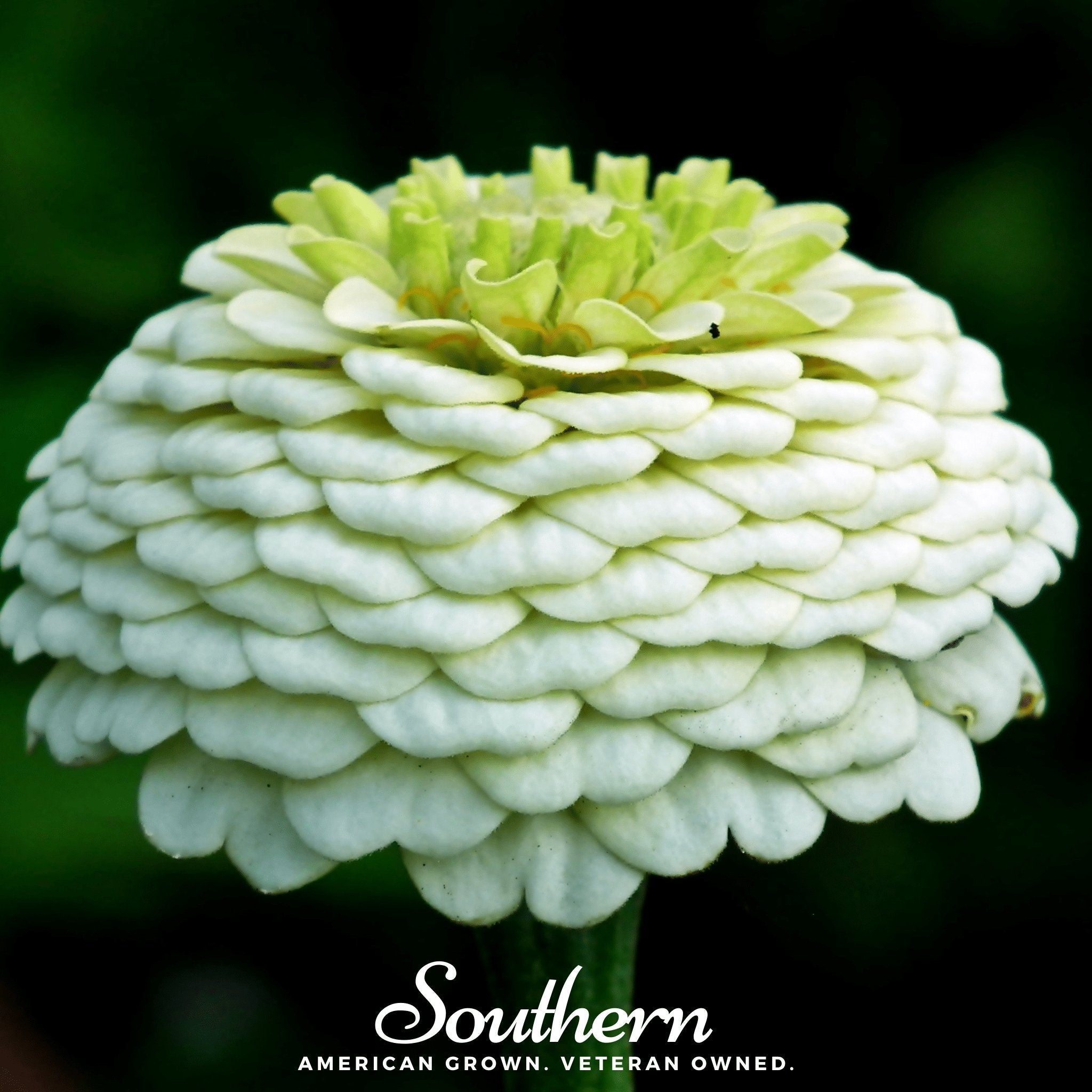 Polar Bear Zinnia – 100 Seeds