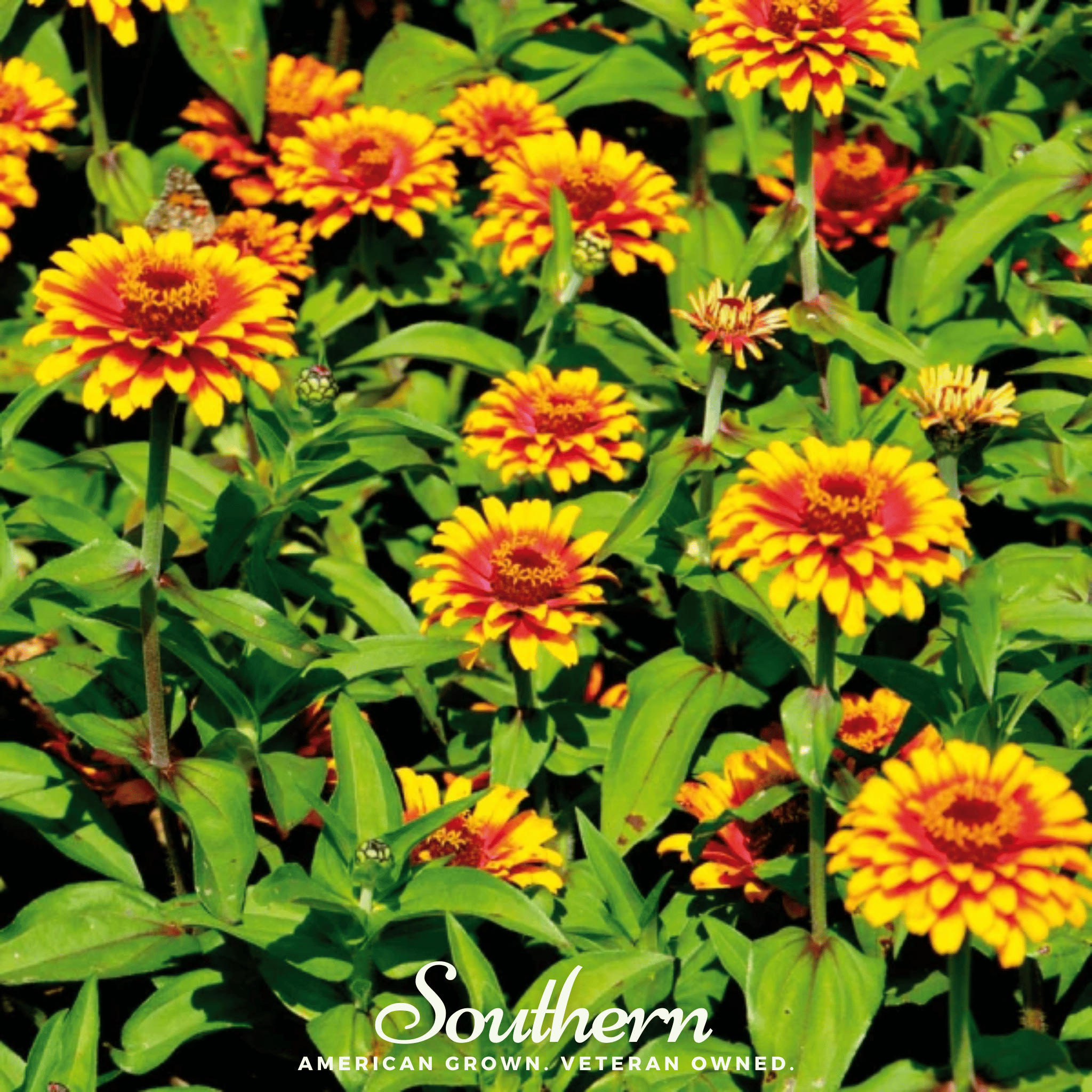 Sombrero Zinnia – 50 Seeds