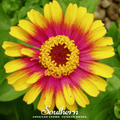 Sombrero Zinnia – 50 Seeds