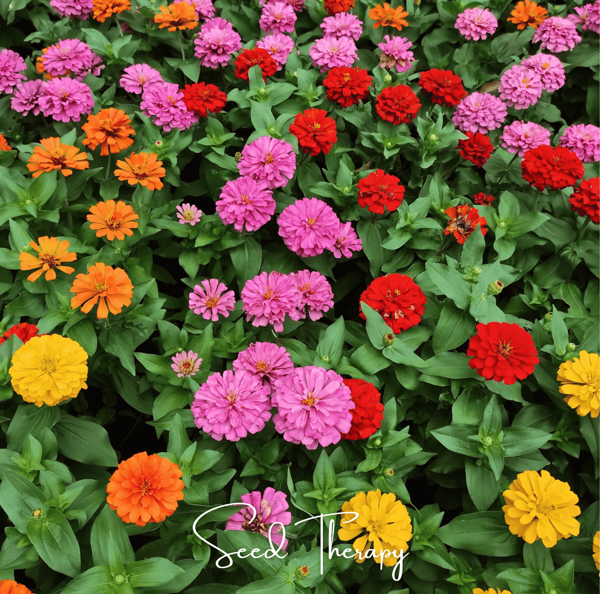 Thumbelina Dwarf Zinnia – 100 Seeds