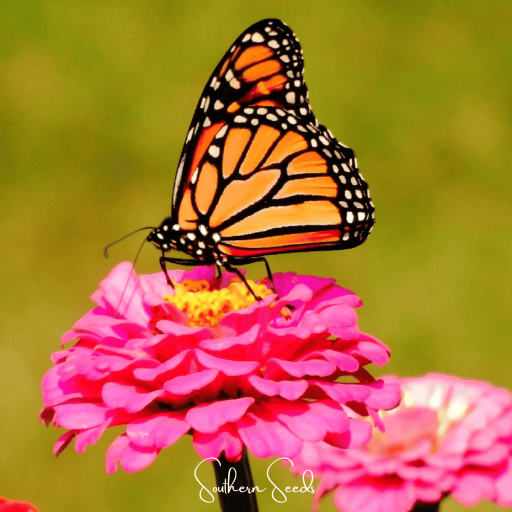 Thumbelina Dwarf Zinnia – 100 Seeds