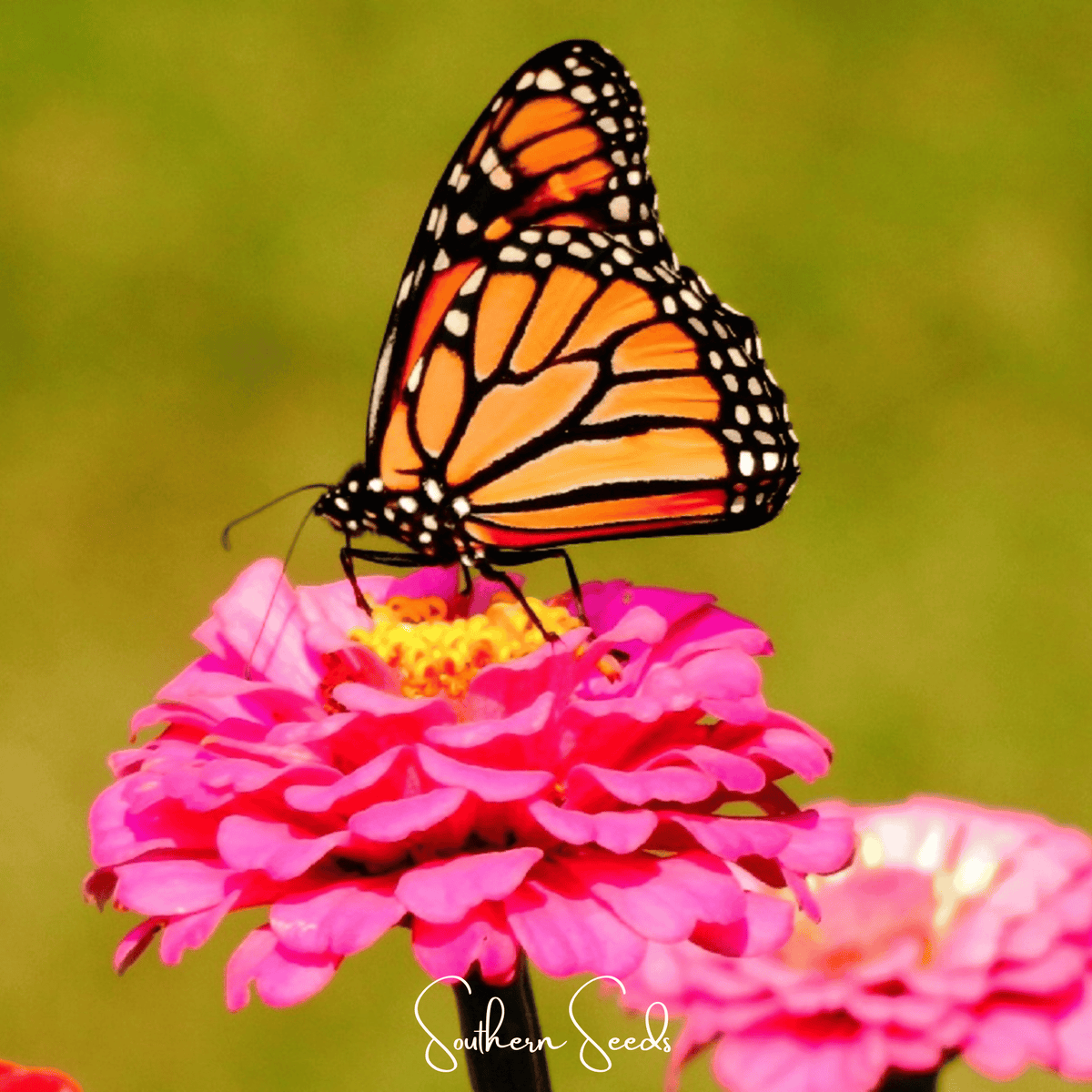 Thumbelina Dwarf Zinnia – 100 Seeds