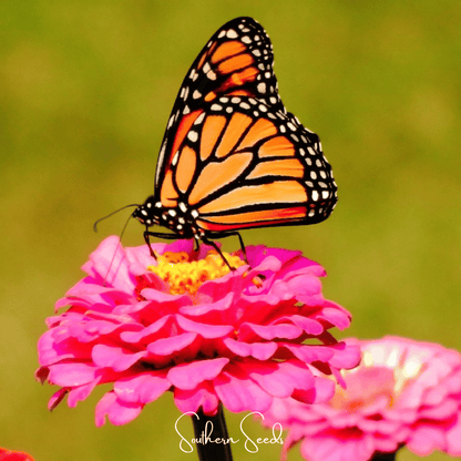 Thumbelina Dwarf Zinnia – 100 Seeds