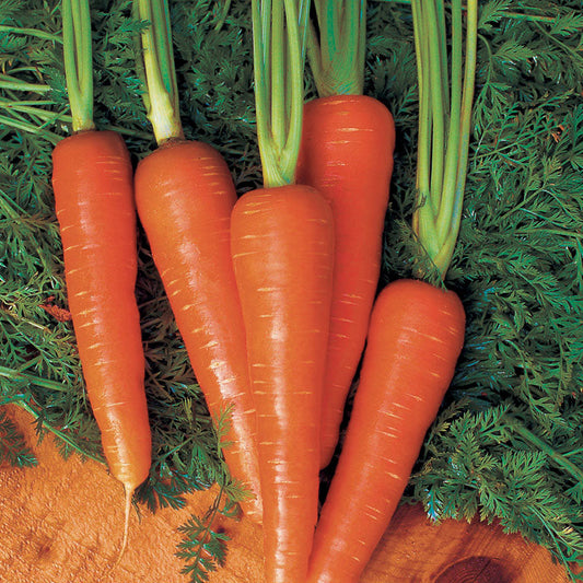 Organic Moonraker Carrot