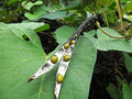 Organic Indian Moong Beans (Mung Beans)