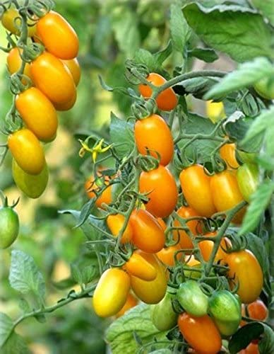 Heirloom Zolotoy Potok Tomato Seeds