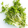 Organic Curled Cress