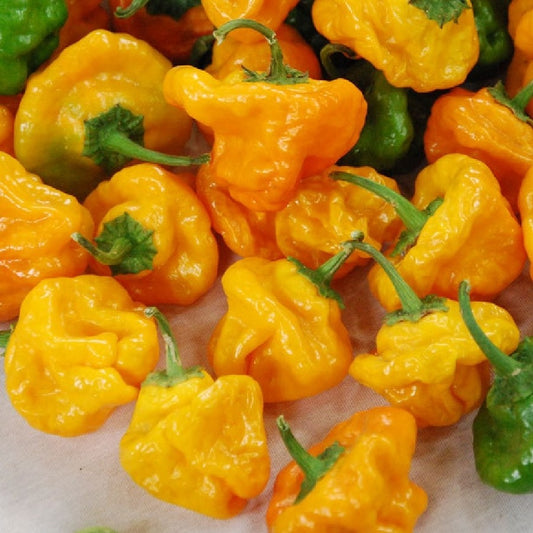 Rare Organic Scotch Bonnet Jamaican Yellow Pepper Seeds