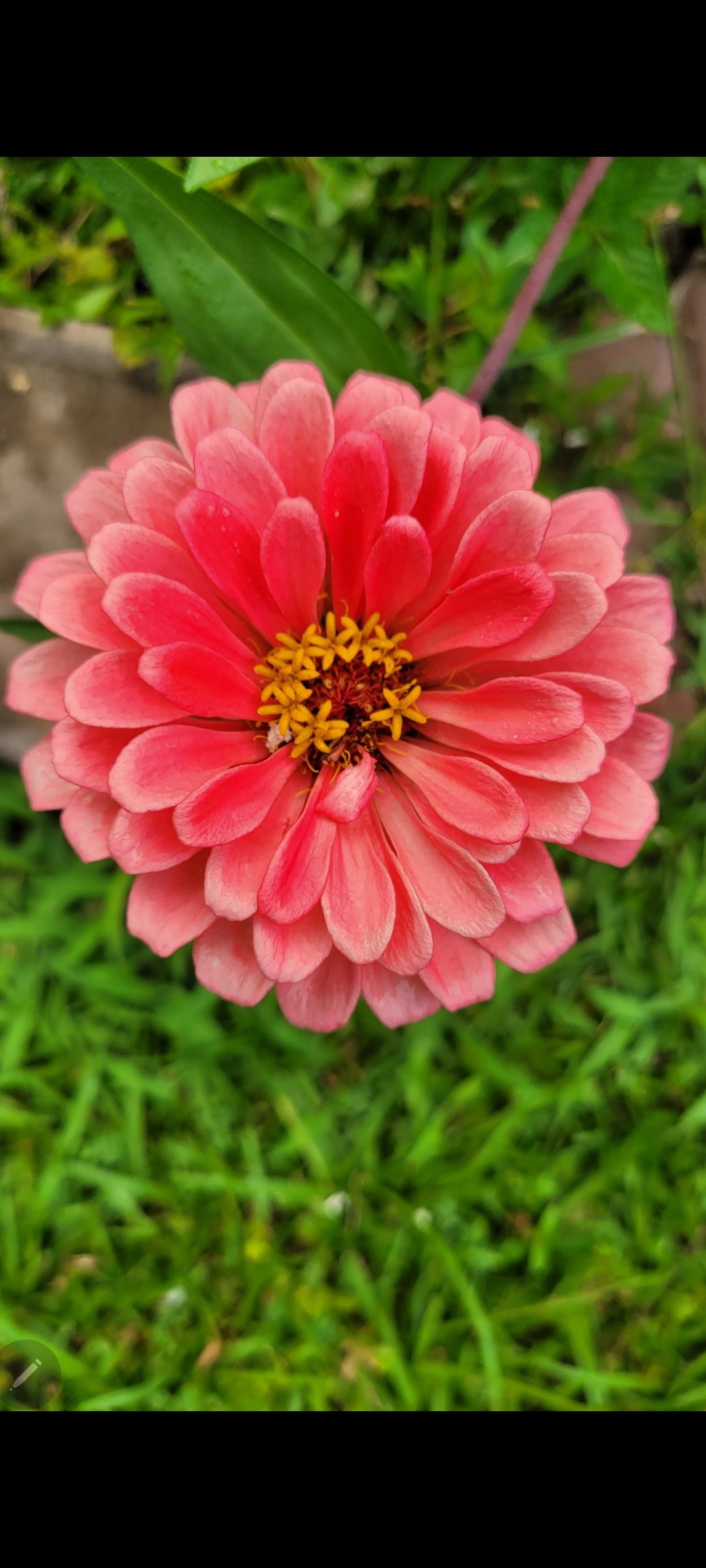 Organic Peach Zinnia Flower Seeds