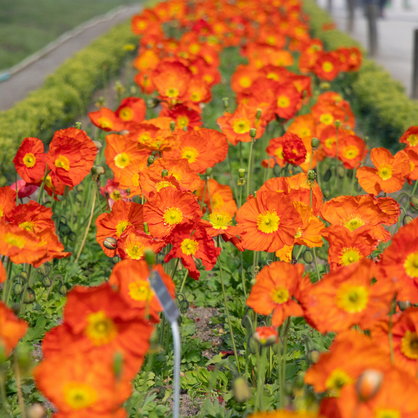 Organic Iceland Mix Poppy Papaver Nudicaule