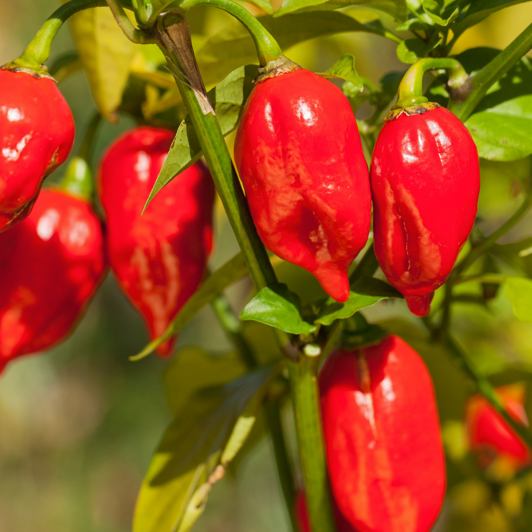 Bhut Jolokia/Ghost Pepper Seeds