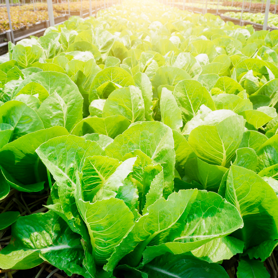 planting little gem lettuce seeds Organic Little Gem Romaine Lettuce Seeds – Shortcake Farms