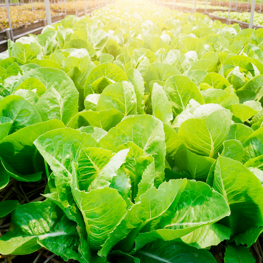 Organic Little Gem Romaine Lettuce Seeds