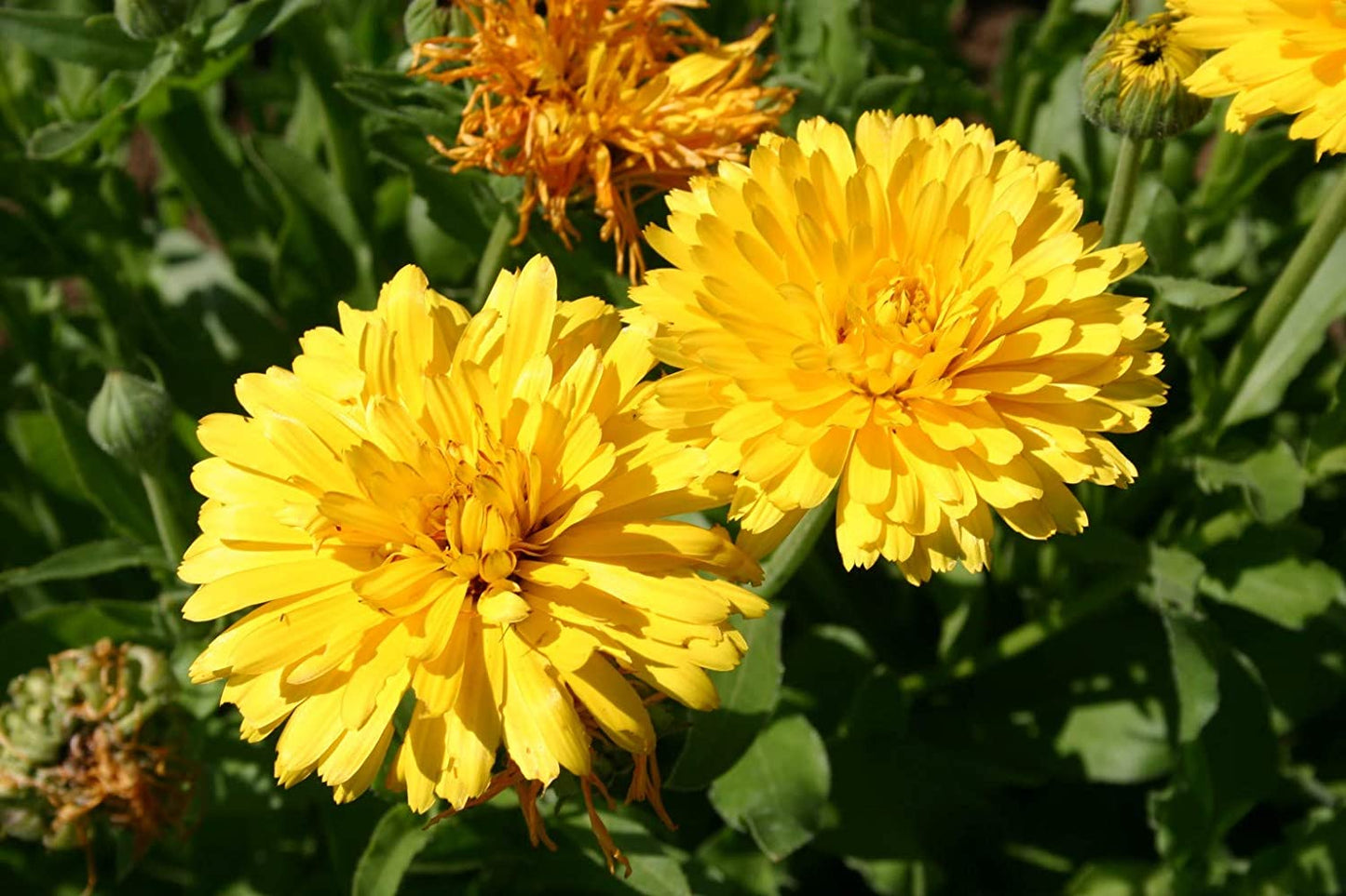 Heirloom Organic Calendula Pacific Beauty Flower Herb Seeds