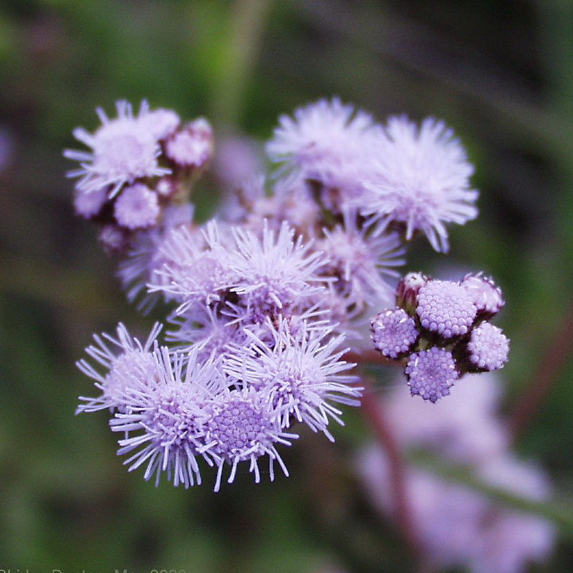 Medicinal Blue Mist Flower Herb