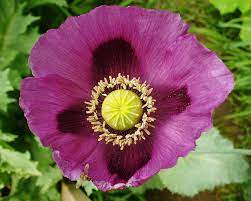 Organic Blue Persian Poppy Seeds Papaver Somniferum