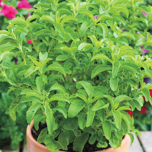 Heirloom Organic Stevia