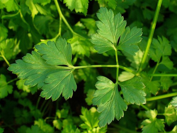 Organic Plain Leaf Parsley Herb