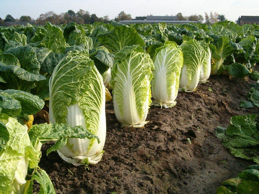 Heirloom Organic Michihili Chinese Cabbage Seeds