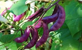 Organic Royal Burgundy Bush Beans Seeds