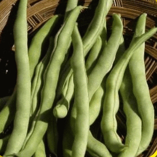 Heirloom Organic Kentucky Wonder Pole Bean Seeds