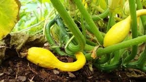 Organic Heirloom Early Summer Crookneck Squash Seeds