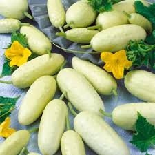 Heirloom Organic White Wonder Cucumber Seeds