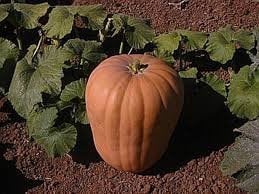 Rare Pumpkin! Heirloom Organic Amish Pie Pumpkin seeds