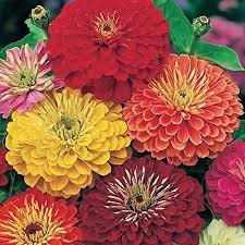 Zinnia California Giant seed mix