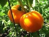 Organic Heirloom Jubilee Tomato Seeds