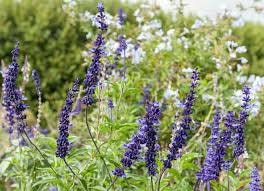 Organic Blue bedder Salvia/ Mealy cup Sage/Salvia Farinacea Seeds