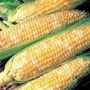 Organic Silver n Gold Sweet Corn Seeds