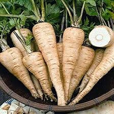 Heirloom Organic All American Parsnip Seeds