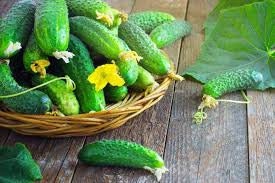 Heirloom Organic Cross Country Cucumber Seeds