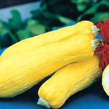 Heirloom Organic Early Prolific Straight neck Squash Seeds