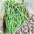 Heirloom Organic Yard Long Asparagus / Green Pod Red Seed Asparagus Bean Seeds