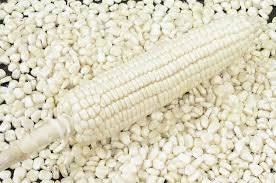 Heirloom Organic Trucker's Favorite White Corn Seeds