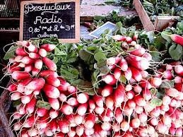 Heirloom Organic French Dressing Radish Seeds