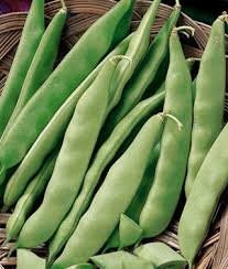 Heirloom Italian Garden Bush Bean Seeds