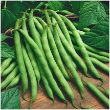 Heirloom Italian Garden Bush Bean Seeds