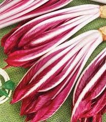 Heirloom Organic Early Treviso Radicchio Seeds