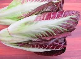 Heirloom Organic Early Treviso Radicchio Seeds